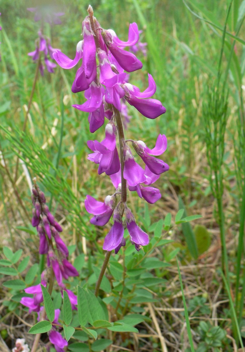 Image of Hedysarum americanum specimen.