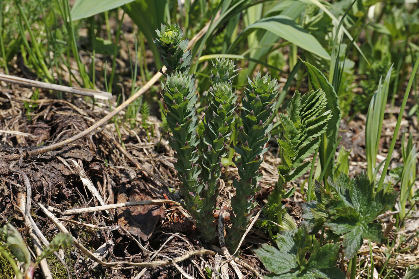 Image of Rhodiola rosea specimen.