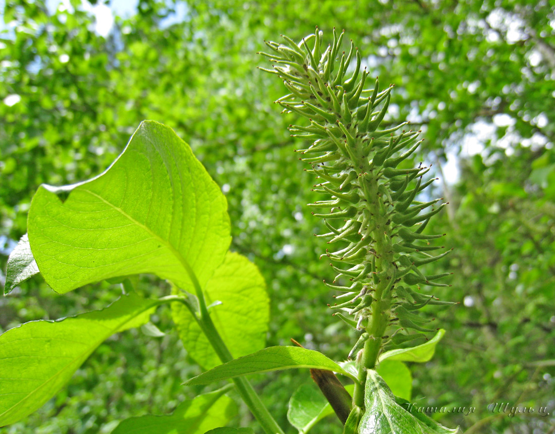 Image of Salix caprea specimen.