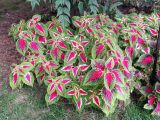 Coleus scutellarioides