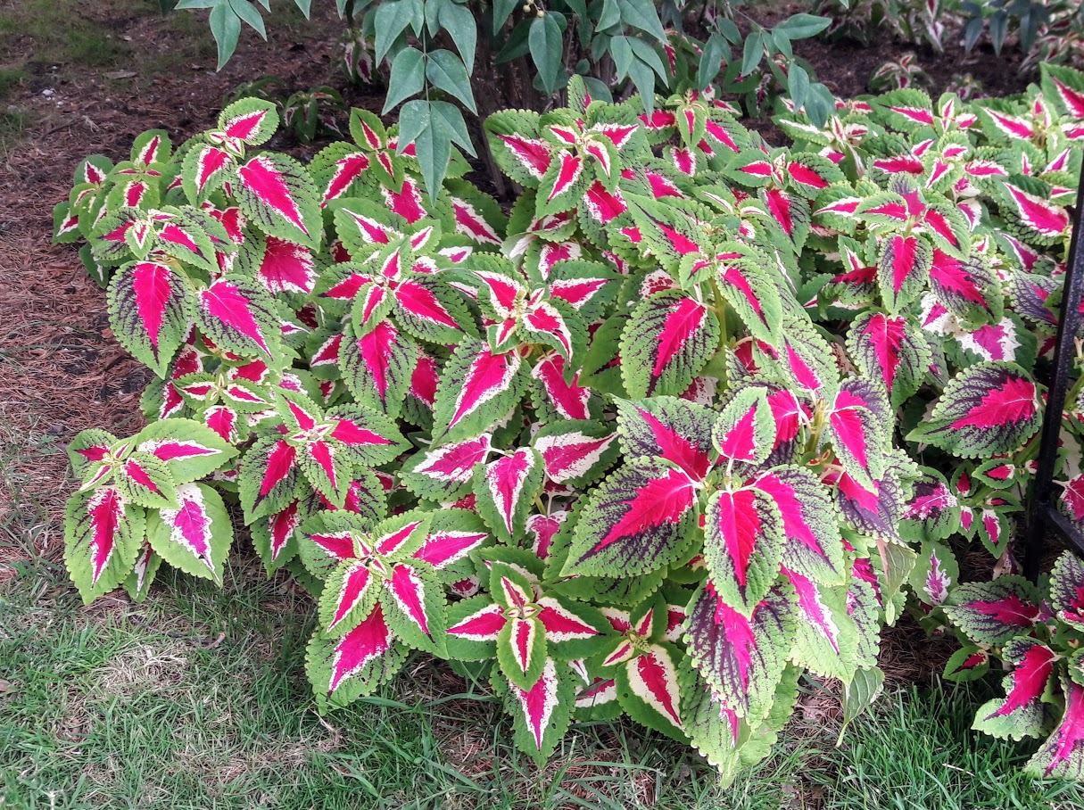 Изображение особи Coleus scutellarioides.