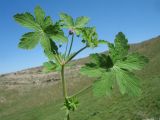 Geranium divaricatum. Верхушка приподнятой ветви цветущего растения. Южный Казахстан, Сырдарьинский Каратау, горы Улькунбурултау, ≈ 750 м н.у.м., степной пологий склон сев. экспозиции, под основанием небольшой скалы. 27 апреля 2018 г.