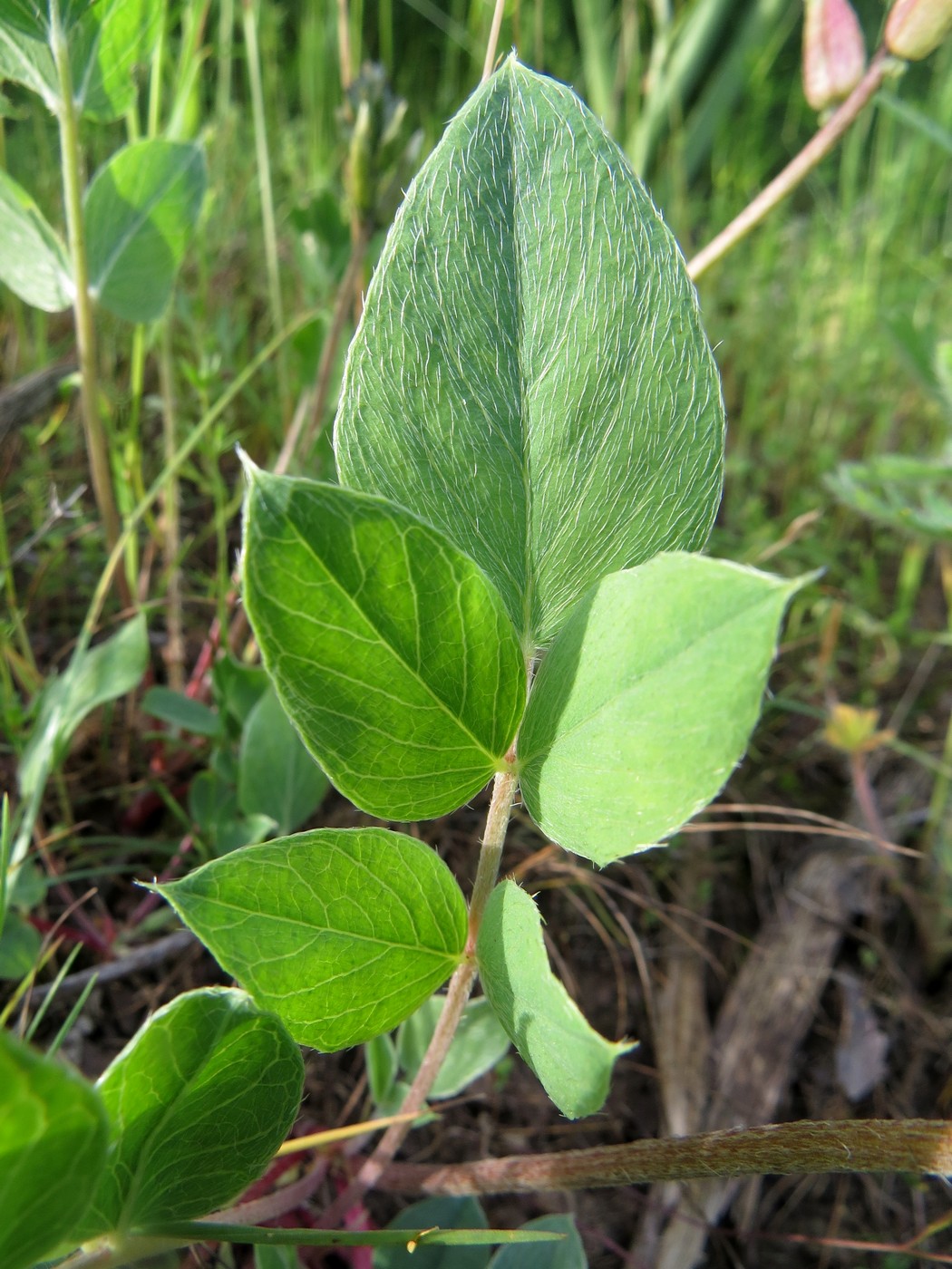 Изображение особи Astragalus megalomerus.