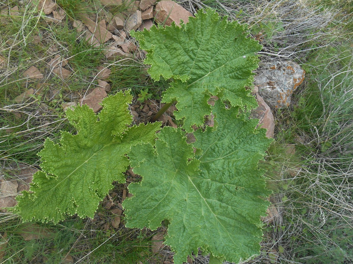 Изображение особи Rheum macrocarpum.