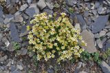 genus Saxifraga. Цветущие растения. Грузия, Казбегский муниципалитет, окр. перевала Чаухи, ≈ 3300 м н.у.м, щебенистое плоское место. 01.08.2018.