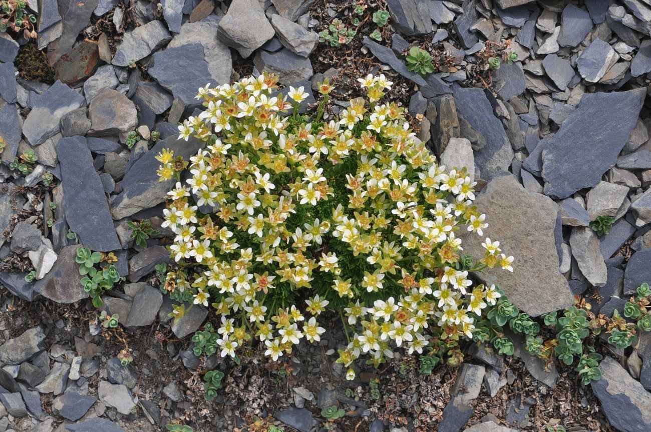 Изображение особи род Saxifraga.