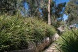 Lomandra longifolia