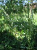 genus Festuca. Соцветие. Пензенская обл., Спасский р-н, с. Ново-Зубово. Сад. 30.05.2010.