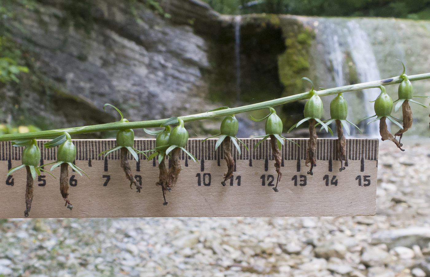 Image of Campanula rapunculoides specimen.