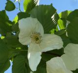 Davidia involucrata variety vilmoriniana. Цветок. Крым, Южный Берег, Партенит, парк ЛОК \"Айвазовское\". 30.04.2018.