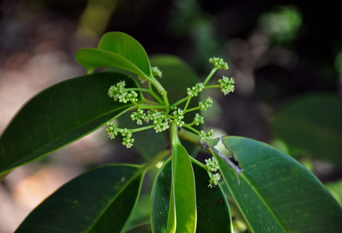 Image of Ilex cymosa specimen.
