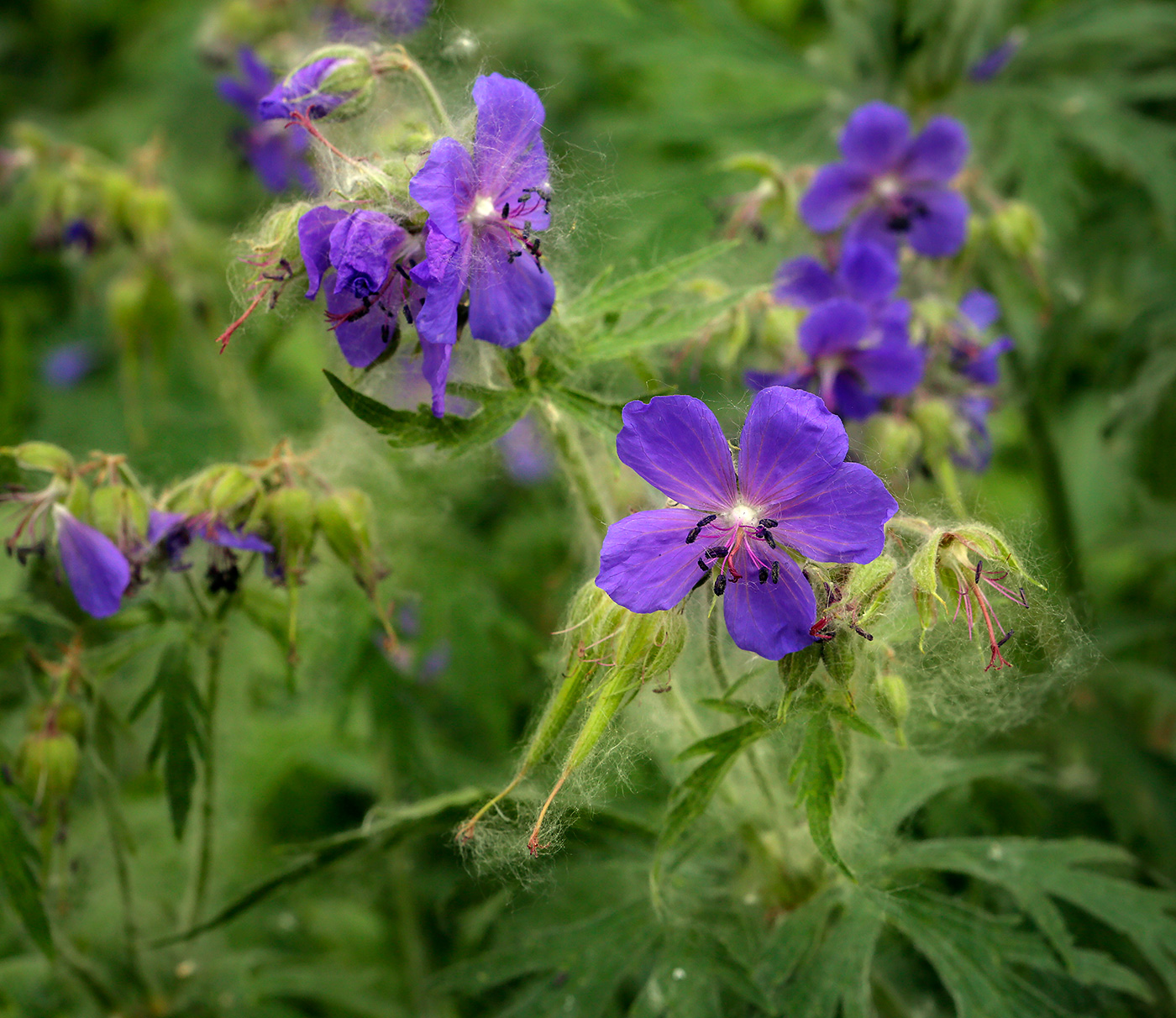 Image of Geranium pratense specimen.