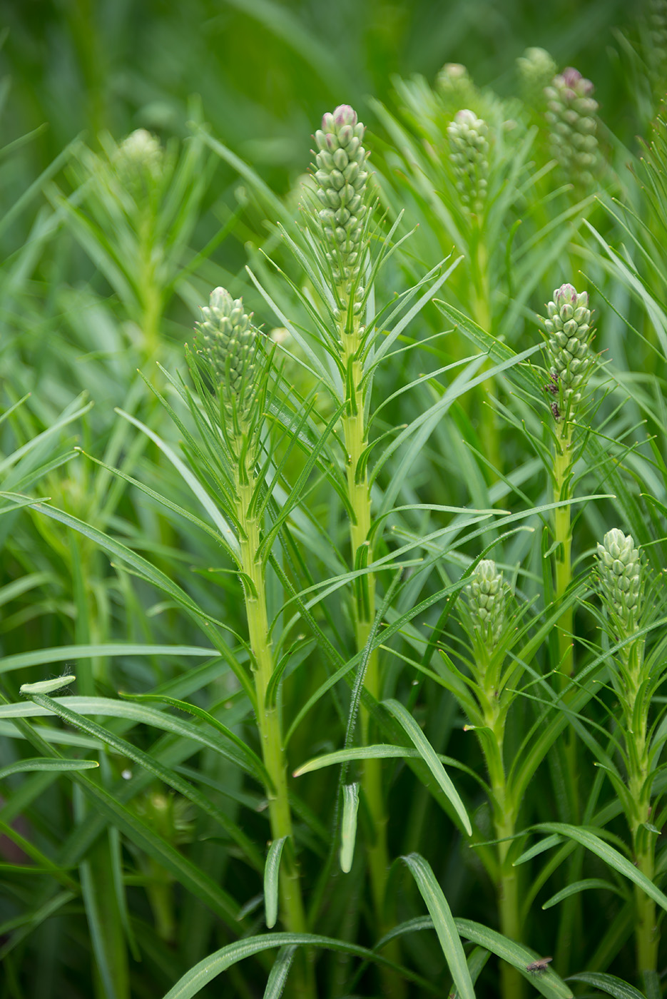 Изображение особи Liatris spicata.