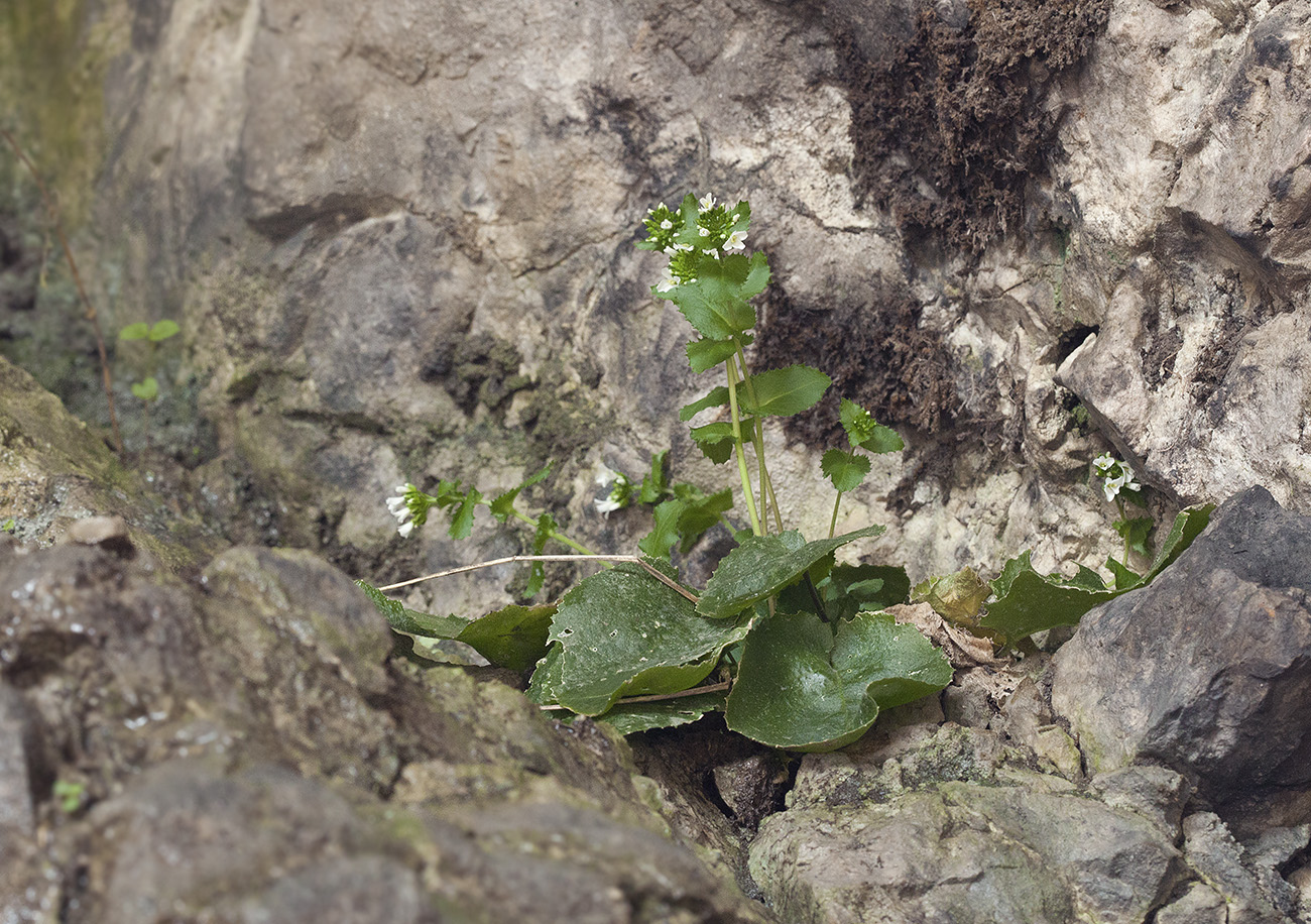 Image of Arabis nordmanniana specimen.