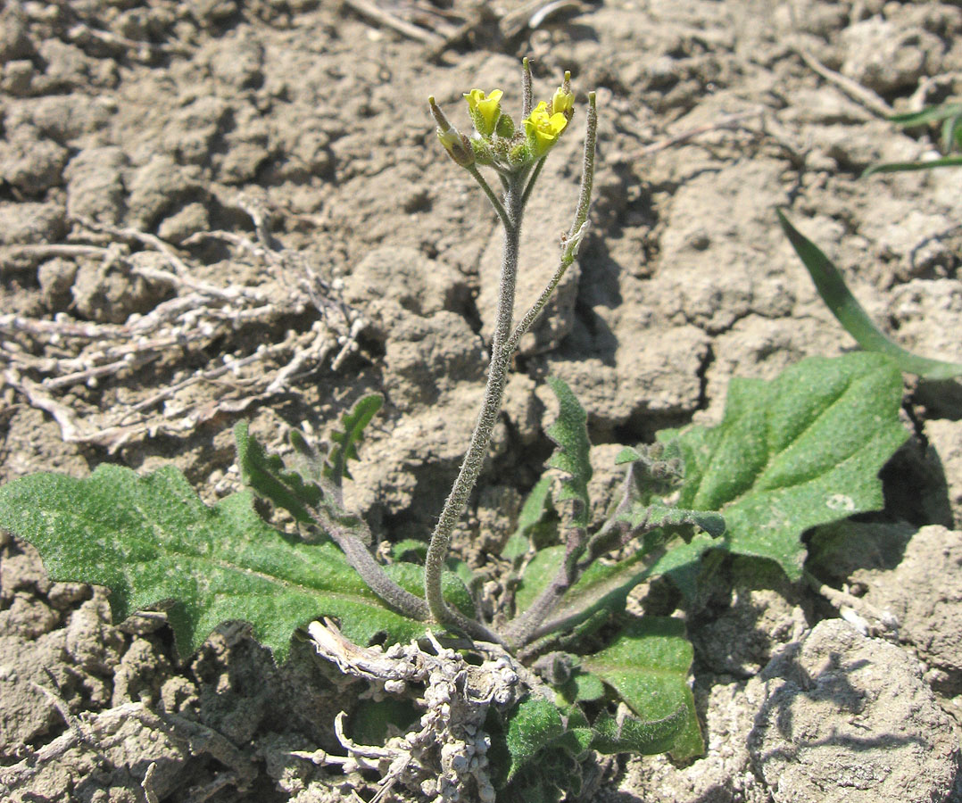 Изображение особи Arabidopsis pumila.