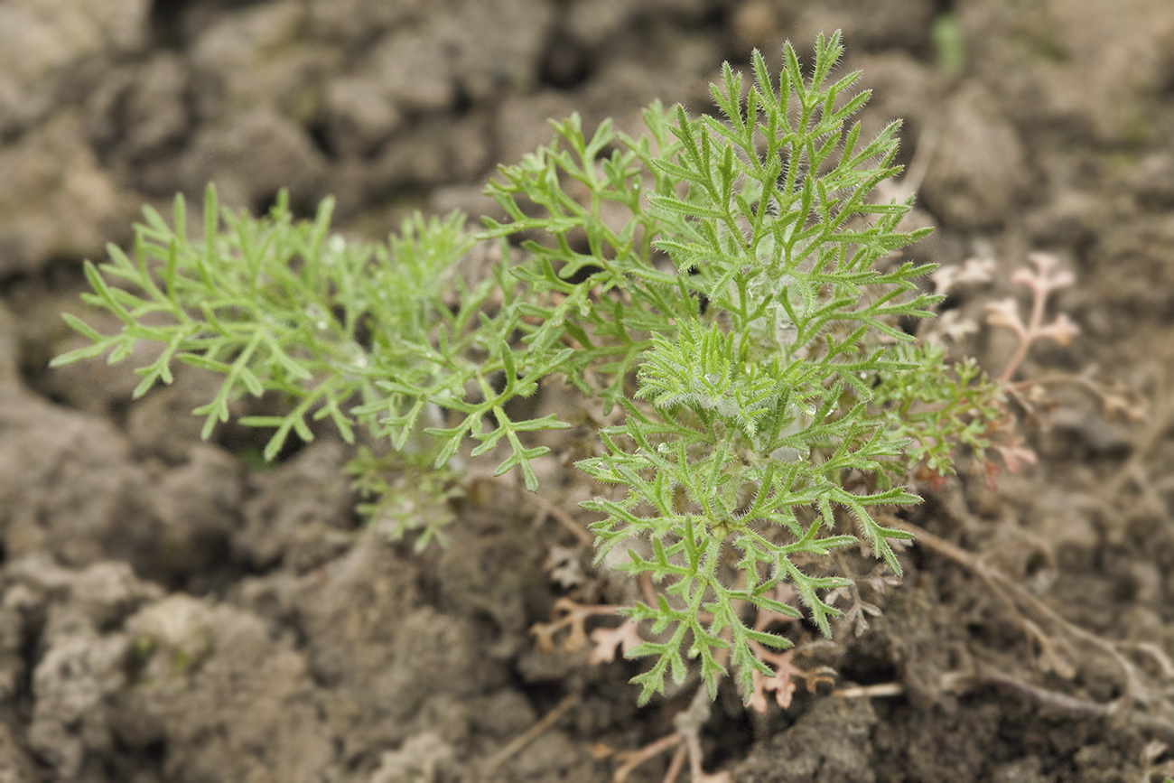 Изображение особи Scandix stellata.