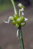 Allium paradoxum. Часть соцветия с выводковыми луковичками. Костромская обл., Судиславский р-н, дер. Антипино, в культуре. 24.05.2019.