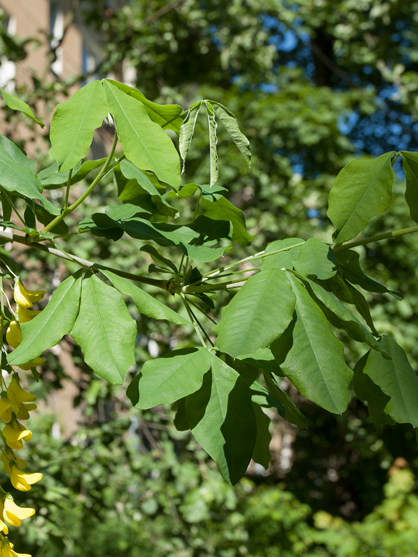 Изображение особи Laburnum anagyroides.