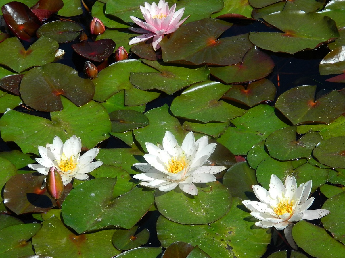 Image of Nymphaea &times; marliacea specimen.