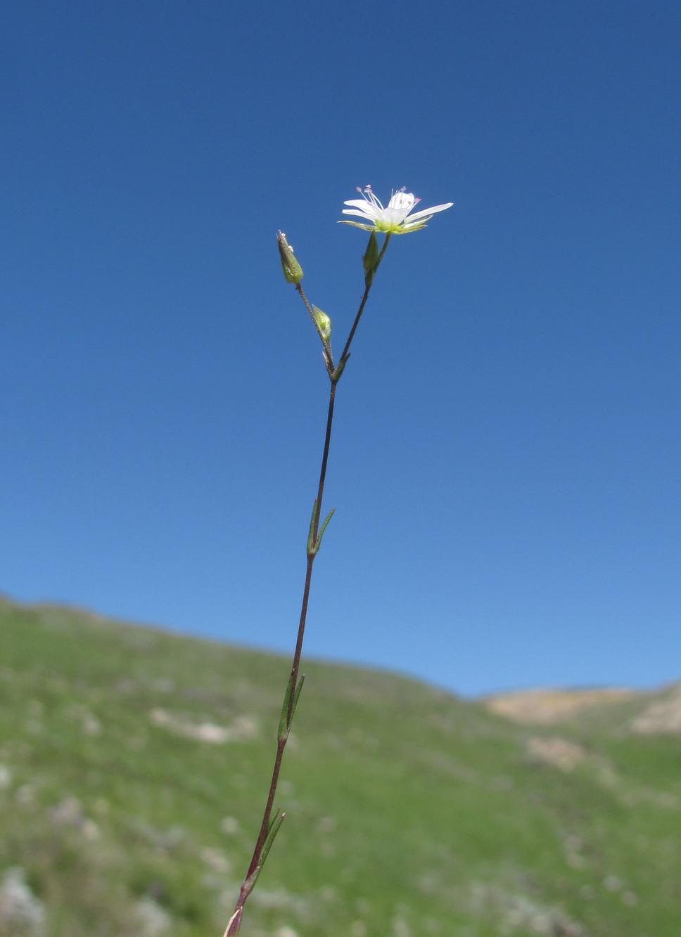 Image of Minuartia oreina specimen.