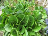 Bergenia crassifolia