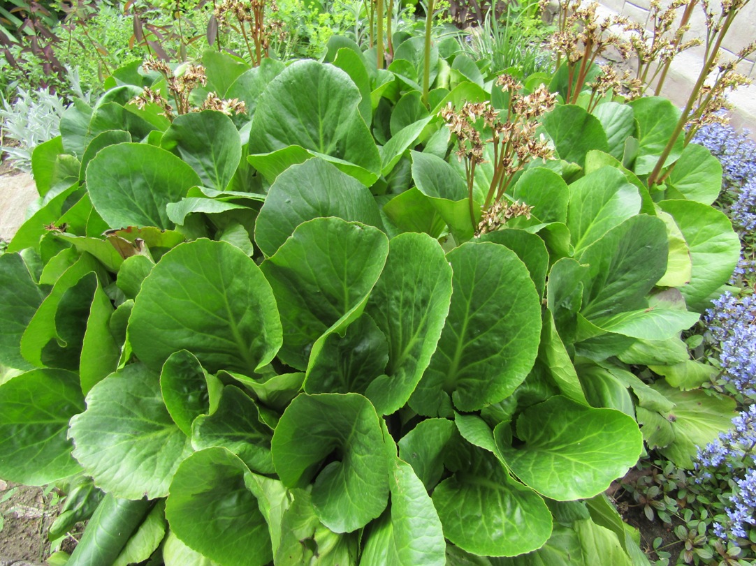 Image of Bergenia crassifolia specimen.