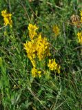 genus Genista