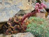 Sempervivum tectorum