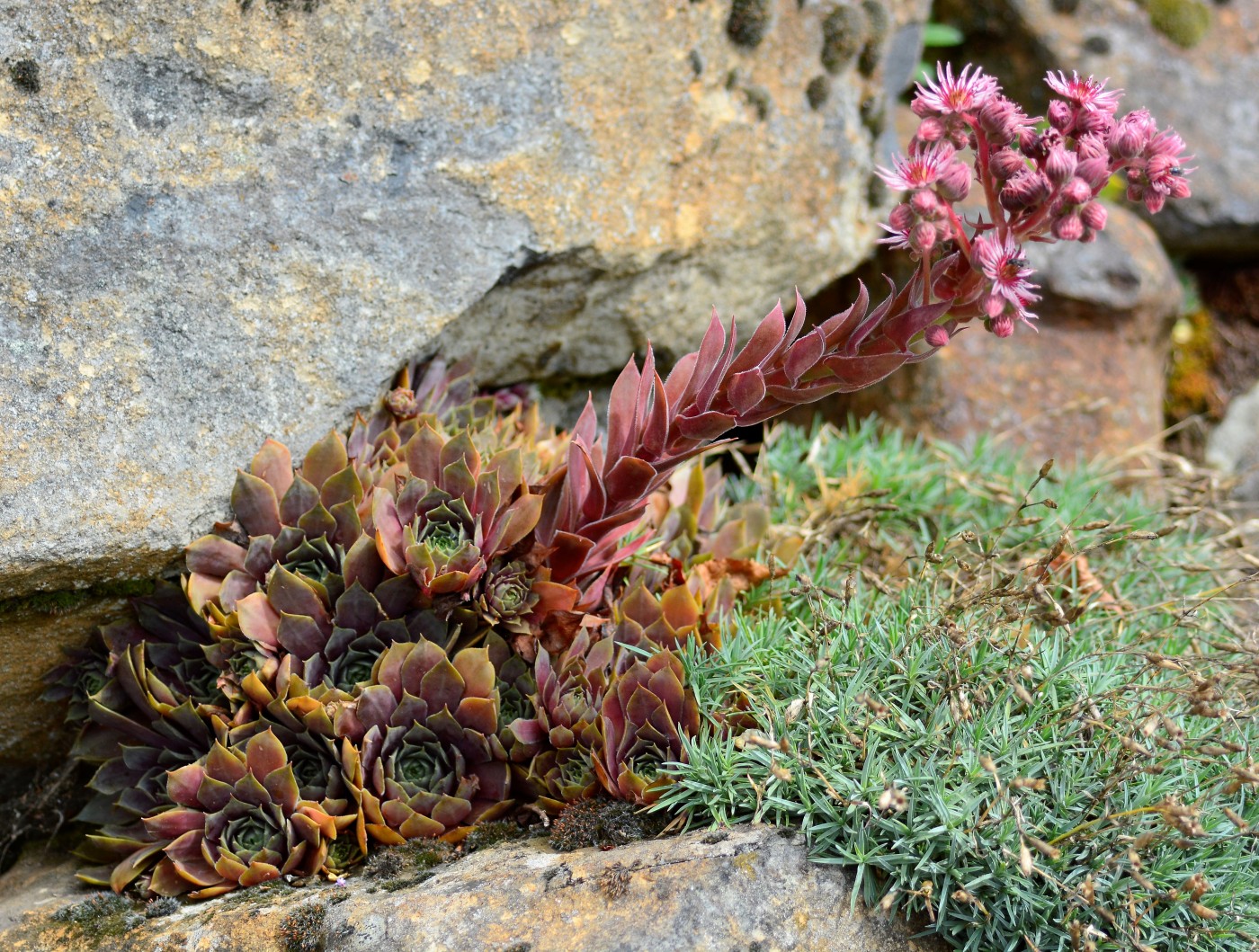 Изображение особи Sempervivum tectorum.