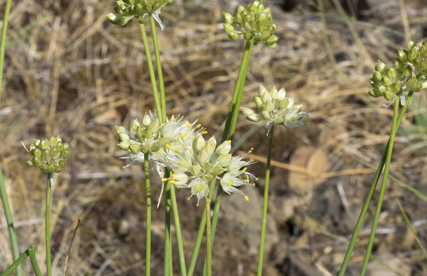 Image of Allium marschallianum specimen.