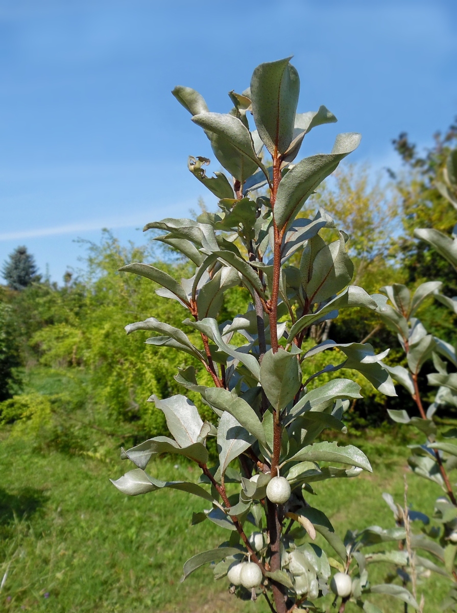 Изображение особи Elaeagnus commutata.