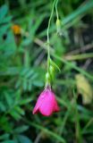 Linum grandiflorum