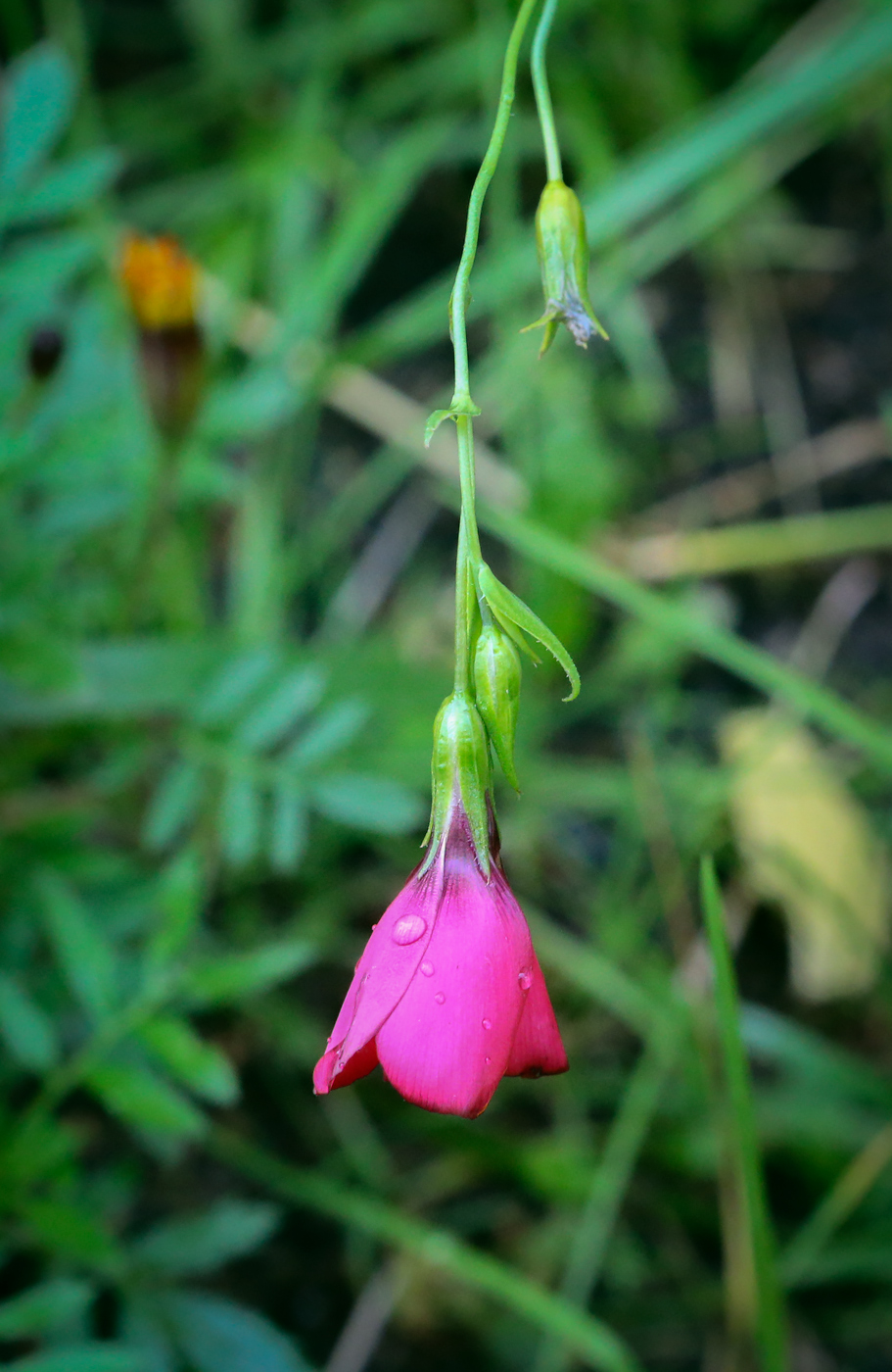 Изображение особи Linum grandiflorum.