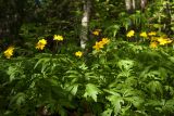 Anemone ranunculoides