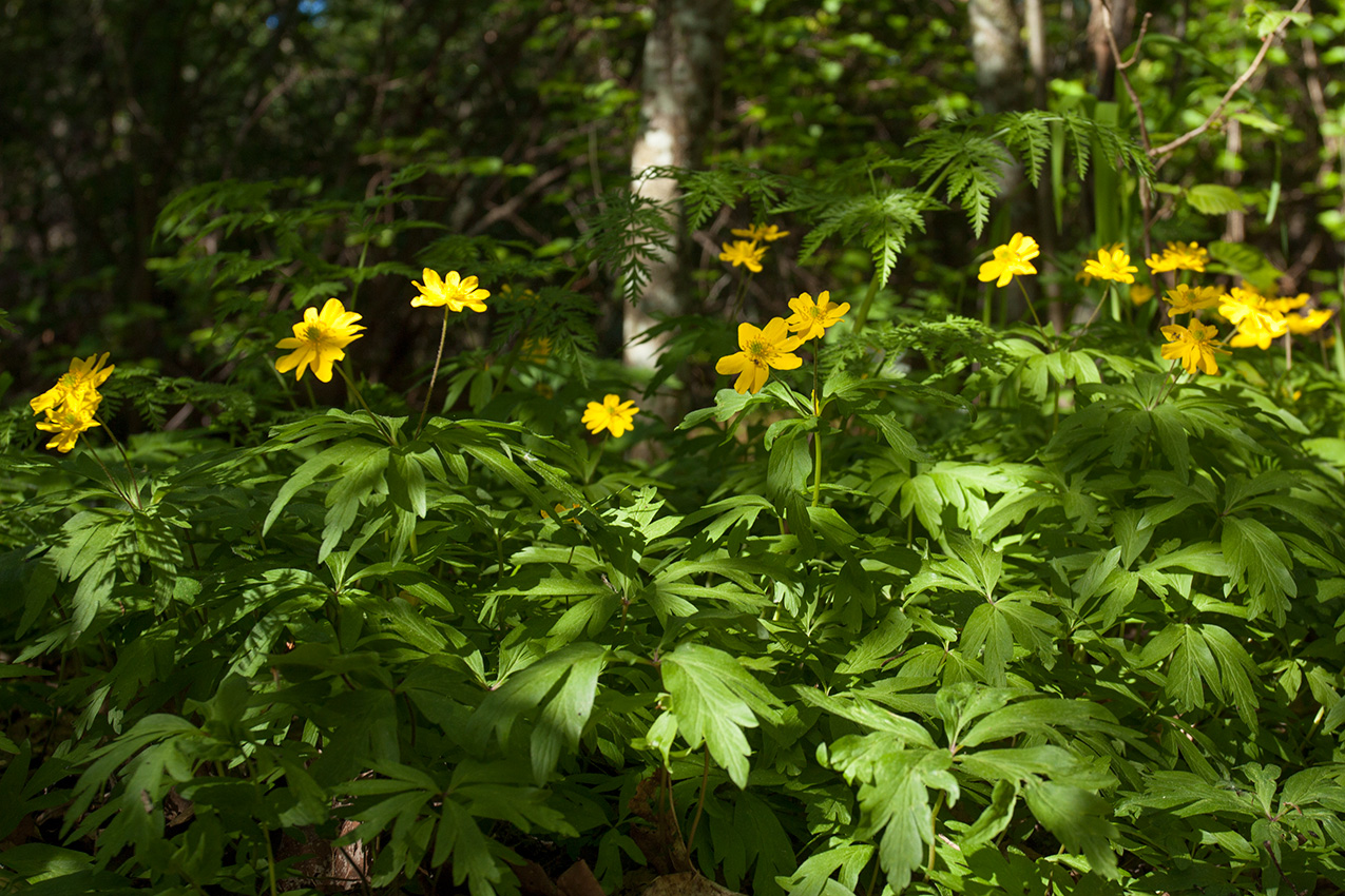 Изображение особи Anemone ranunculoides.