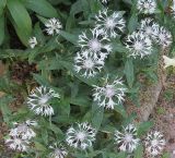 Centaurea montana