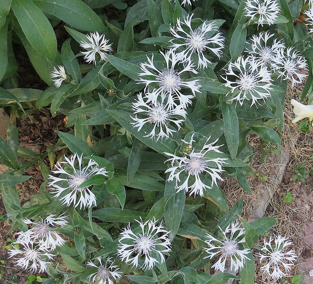 Изображение особи Centaurea montana.