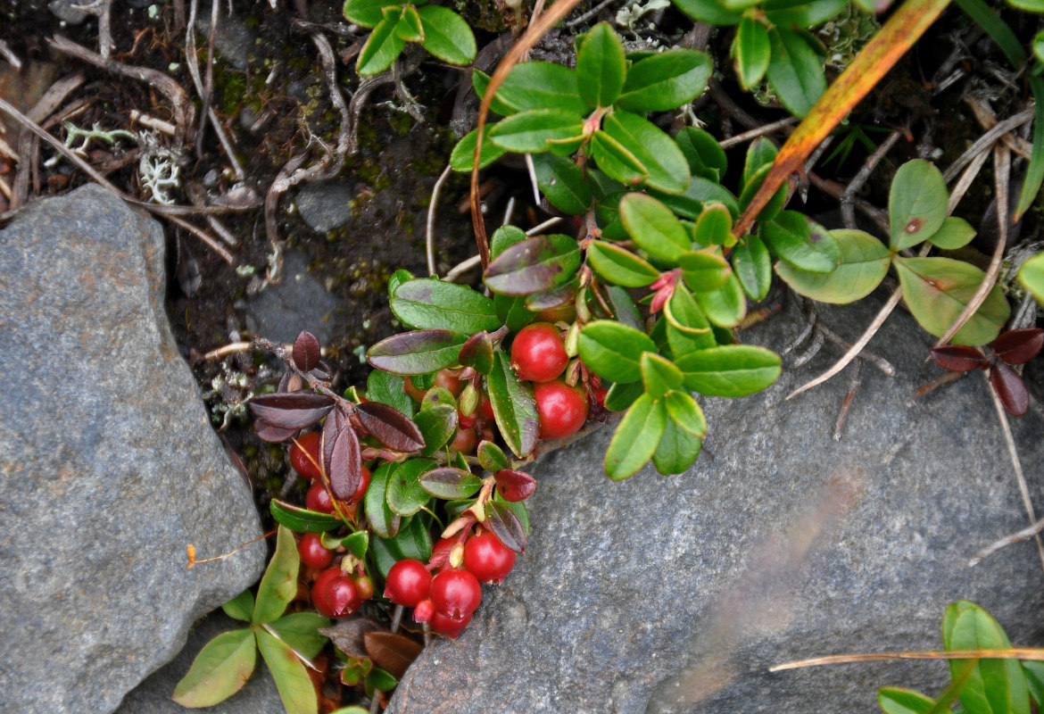 Image of Vaccinium vitis-idaea specimen.