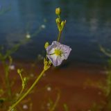 Alisma plantago-aquatica. Часть соцветия с распустившимся цветком. Чувашия, окрестности г. Шумерля, берег р. Сура, пески за понтонным мостом. 14 июля 2008 г.