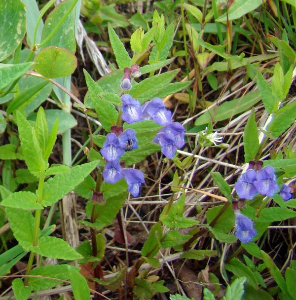 Image of Scutellaria galericulata specimen.