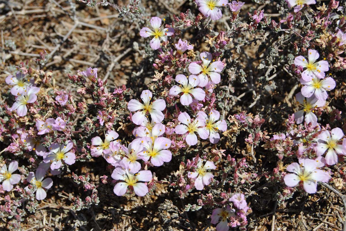 Image of Frankenia chilensis specimen.