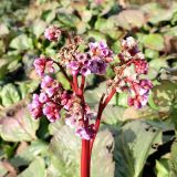 Bergenia crassifolia. Соцветие. Челябинская обл., г. Челябинск, Ботанический сад ЧелГУ, в культуре. 08.10.2019.