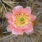 Miqueliopuntia miquelii