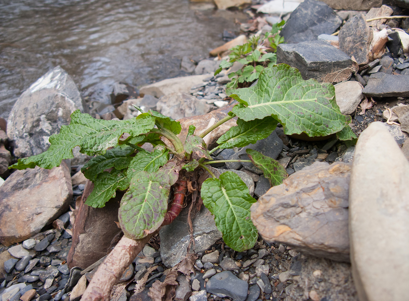 Image of genus Rumex specimen.