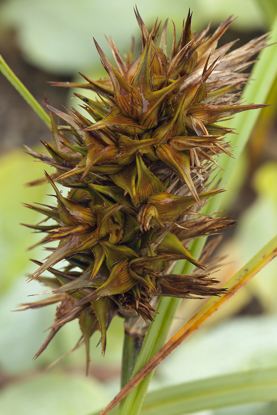 Изображение особи Carex macrocephala.