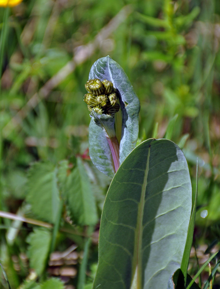 Image of Ligularia altaica specimen.