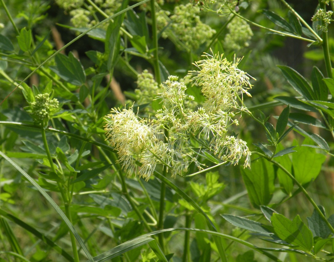 Image of Thalictrum flavum specimen.