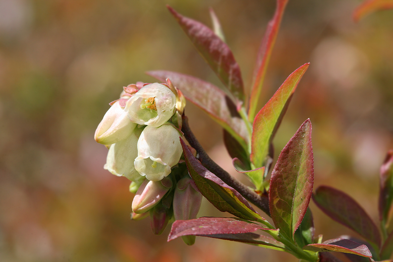 Image of Vaccinium corymbosum specimen.