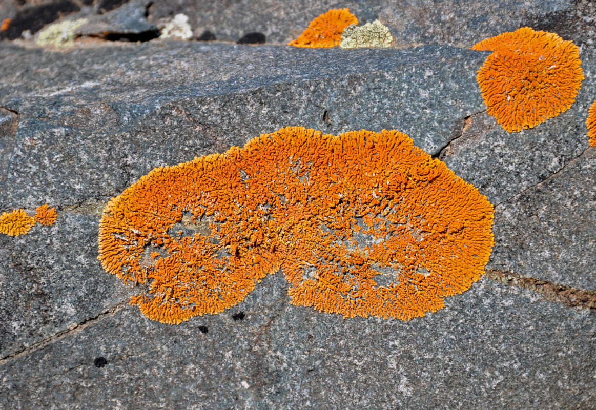 Изображение особи семейство Teloschistaceae.