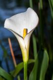 Zantedeschia aethiopica